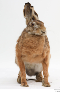 Hare  1 whole body 0001.jpg